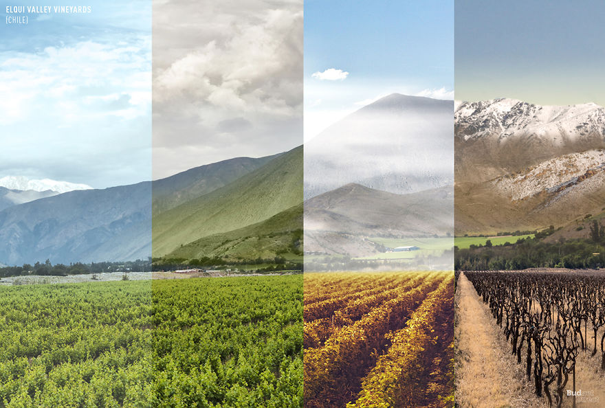 Elqui Valley Vineyards (Chile)