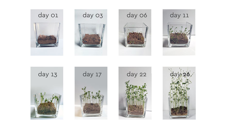 Biopack - A Growing Seeds Package Biopack - A Growing Seeds Package