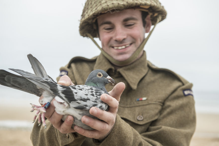 the Royal Pigeon Racing Association Commemorates 75th Anniversary Of D-Day Landings With Liberation On Sword Beach the Royal Pigeon Racing Association Commemorates 75th Anniversary Of D-Day Landings With Liberation On Sword Beach