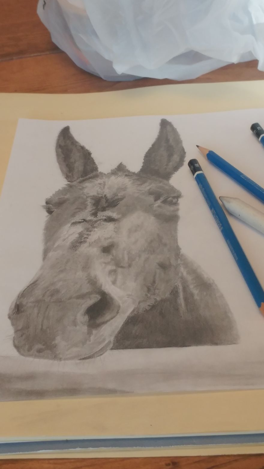 15 Year Old Animal Artist And Her Graphite Portraits