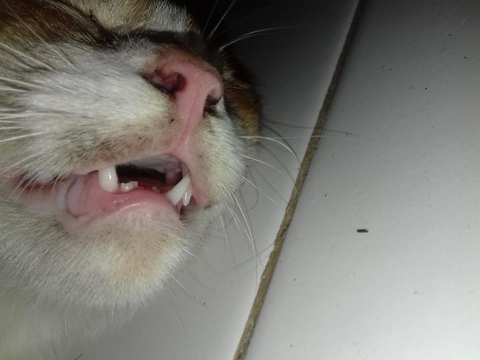 I'm A Cat, I'm Free To Do Anything, Including Letting My Mouth Open While Sleeping.