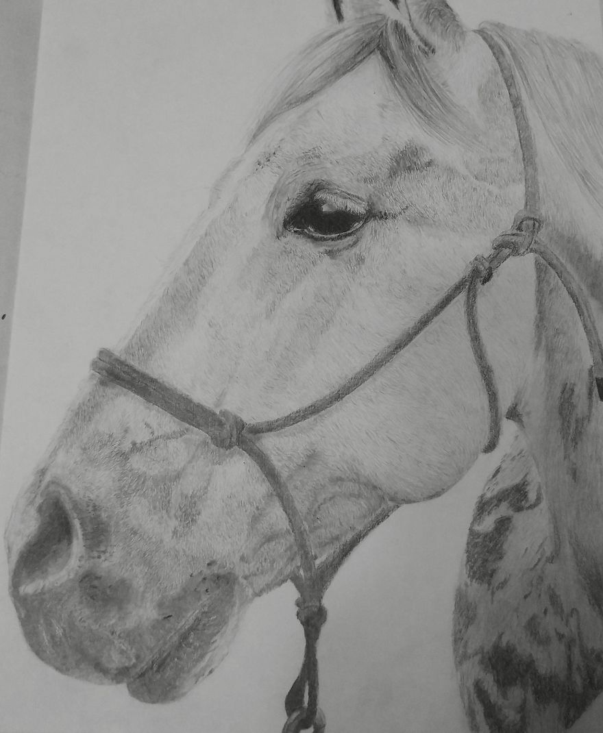 15 Year Old Animal Artist And Her Graphite Portraits