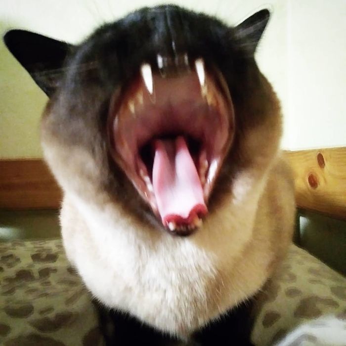 My Cat Calliope, Mid Yawn!