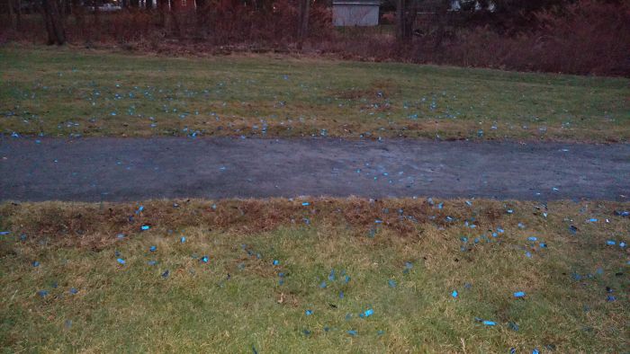 Plastic Confetti Left Behind By A Gender Reveal Party In A Public Park