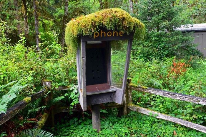 Mossy Phone Booth. Hoh Rainforest, Olympic Peninsula, Washington State
