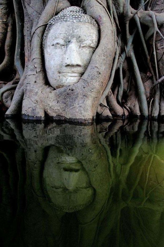 Estatua de Buda siendo reclamada por el manglar