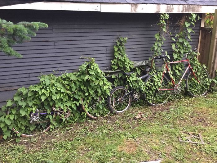 These Bikes That Tenants Left In The Back Yard