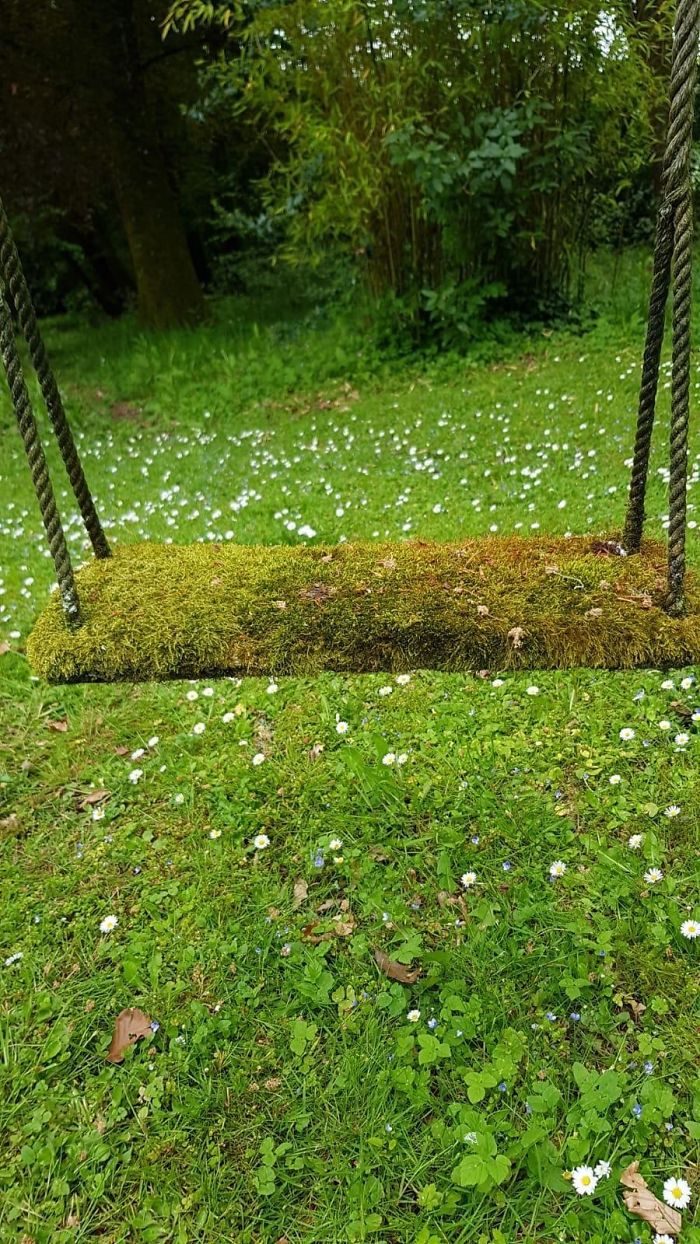 This Unused Swing Covered In Moss