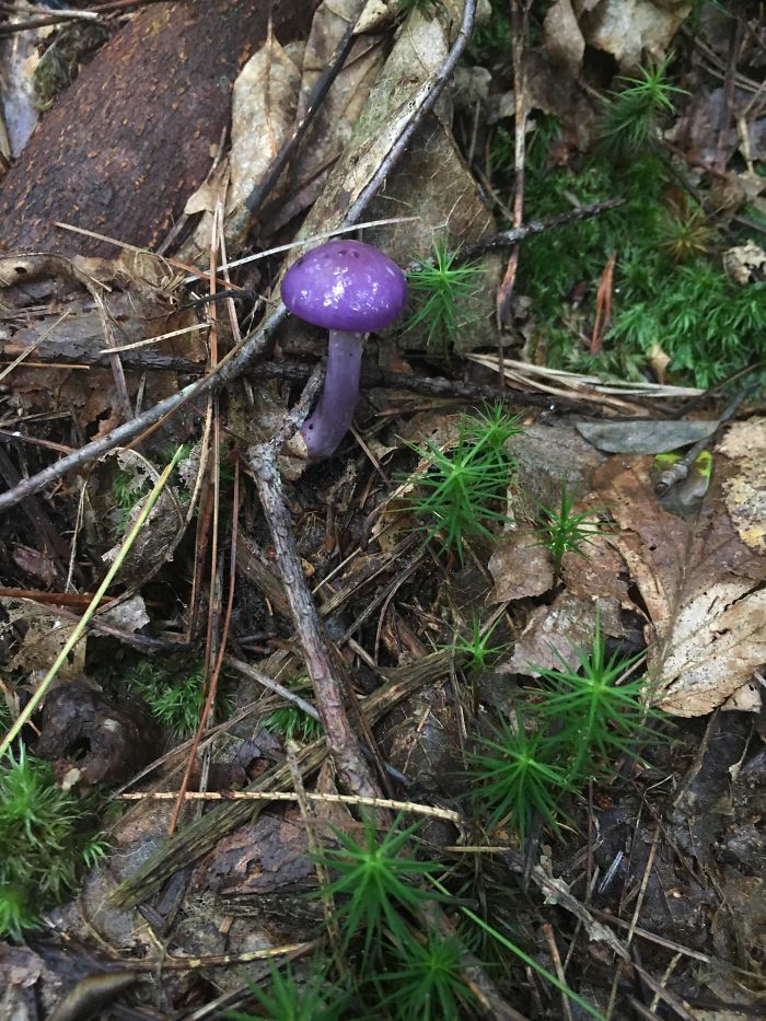 Found This Purple Lil Guy Hiking In PA