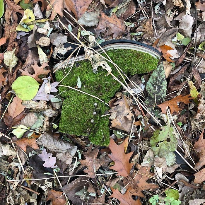 This Moss Covered Boot Found In The Woods