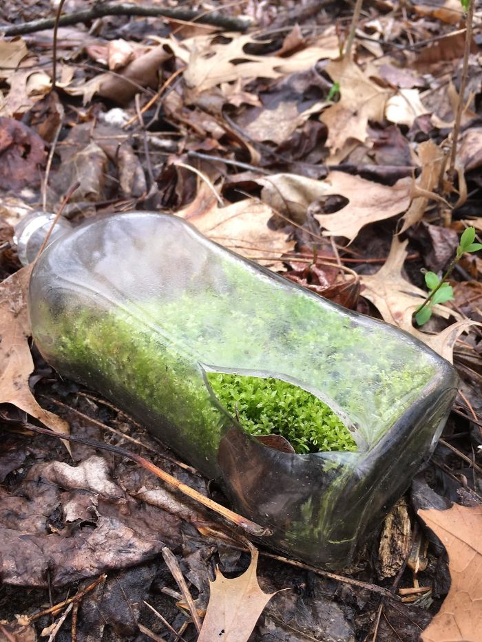 Found This Bottle With Moss While Walking In The Woods