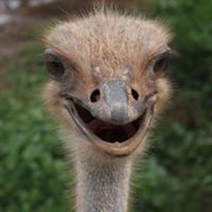 edvard_rutmanis avatar