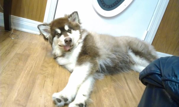 Meet Dante, Our Terrifying 6 Month Old Alaskan Malamute Guard Puppy