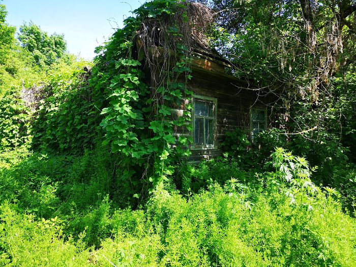 Overgrown House In Zalissya (Village Inside Chernobyl Exclusion Zone)