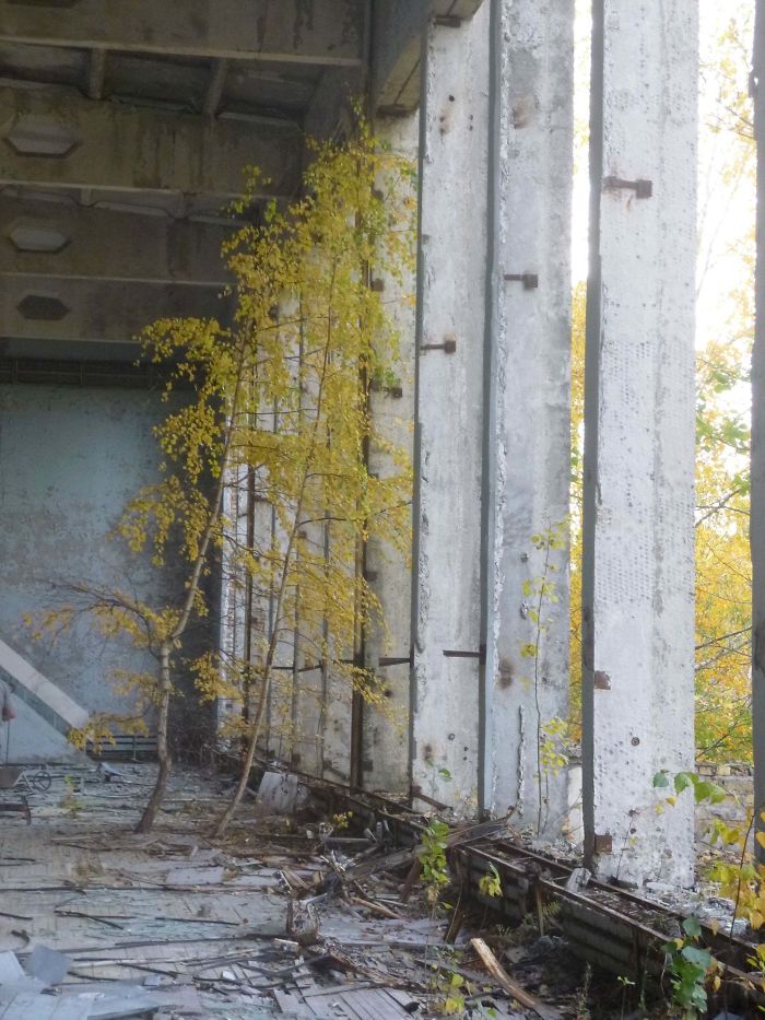 Gymnasium With Trees Growing From The Floor (Pripyat)