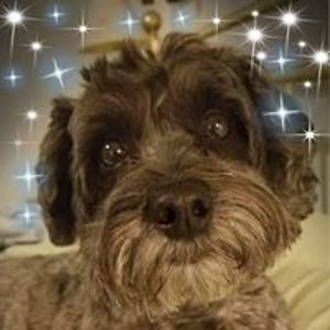 magquilter1949 avatar