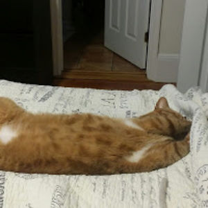 eileensanzonetti avatar