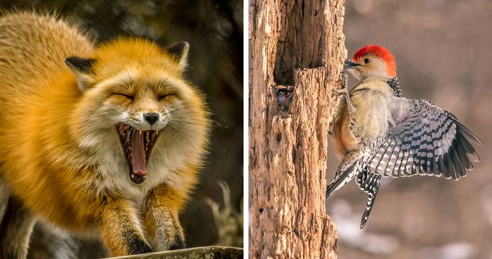 I’m A Disabled Veteran Who Turned Into A Wildlife And Nature Photographer (29 Pics)