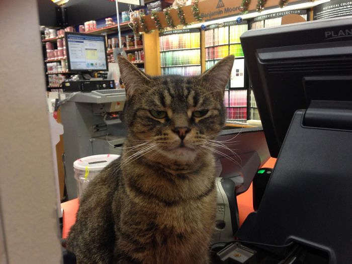 Hardware Store Cat Is Skeptical Of Your Purchase