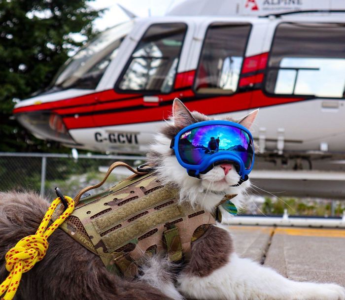 Meowtain Rescue, Standing By