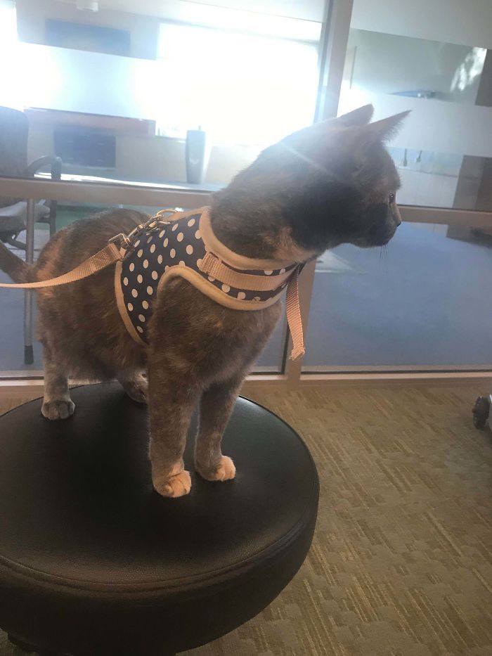 Therapy Cat On Patrol In The Nursing Home