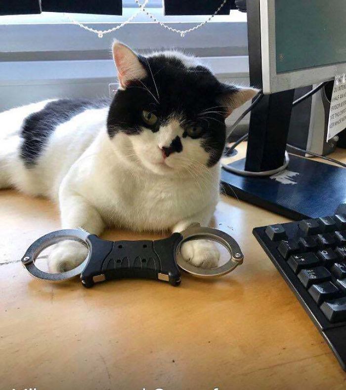 Oscar The Police Station Cat