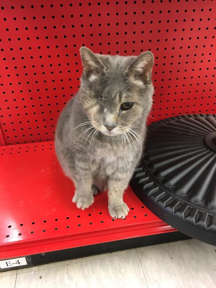 Local Ace Has Greeter Pirate Kitty Named Ace— He Loves Grooming Customers