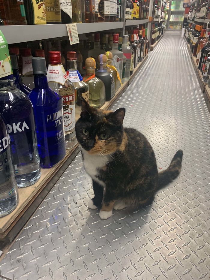 Hennessy Is Always My Liquor Store’s Employee Of The Month
