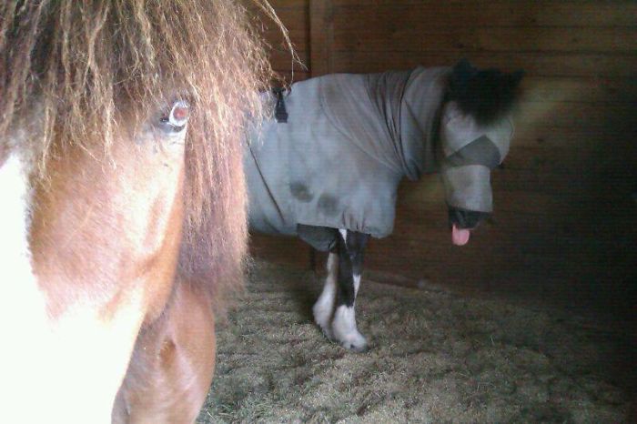 When You're On Holiday And Ask The Hubby To "Please Send Me A Nice Picture Of Our Horses"