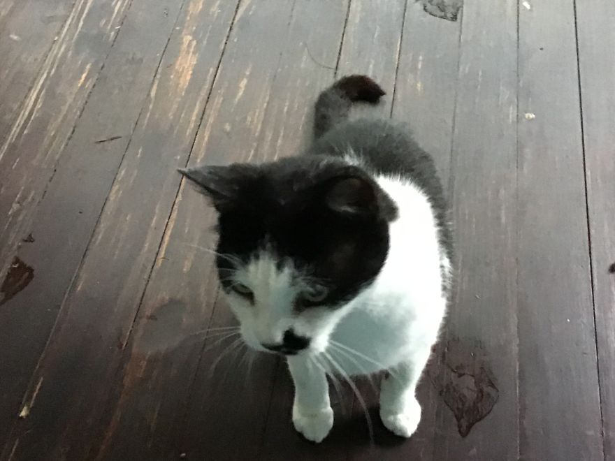 My Cat