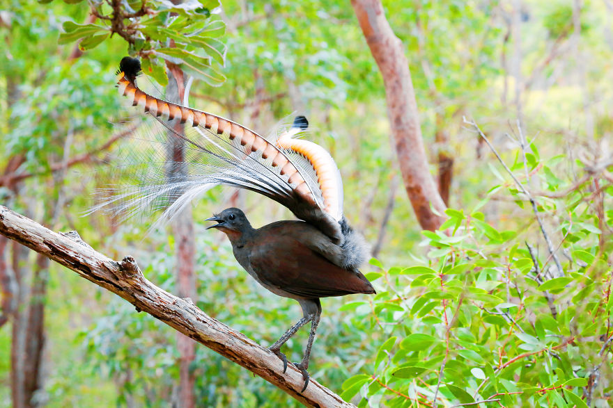 I Photographed The Best Copycat Bird In The World, Lyrebird