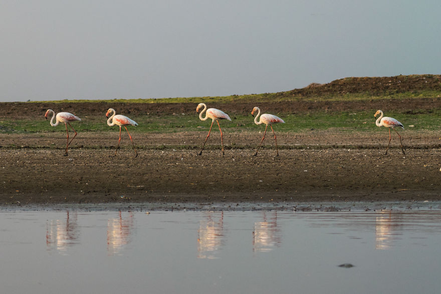 Birds Of Bhigwan – In Breeding Plumage