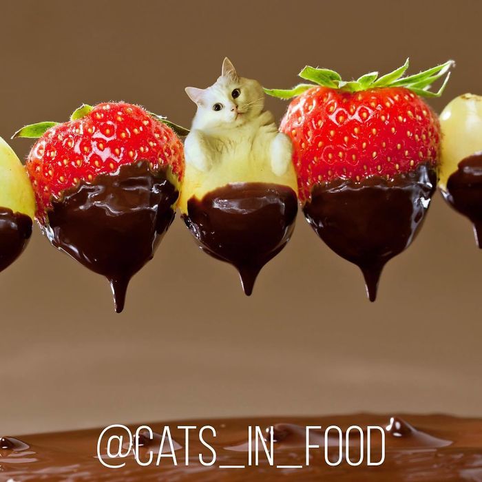 Cats In Food Photoshop