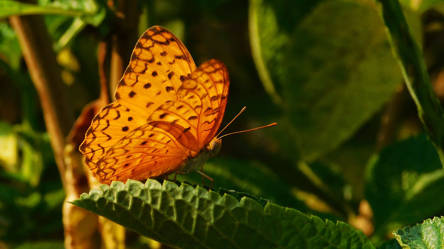 Butterflies Of Mumbai