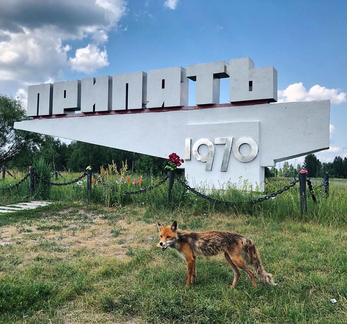 I Finally Met The Famous Pripyat Fox Simon