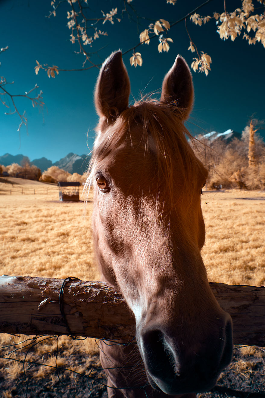 Horse In Infrared