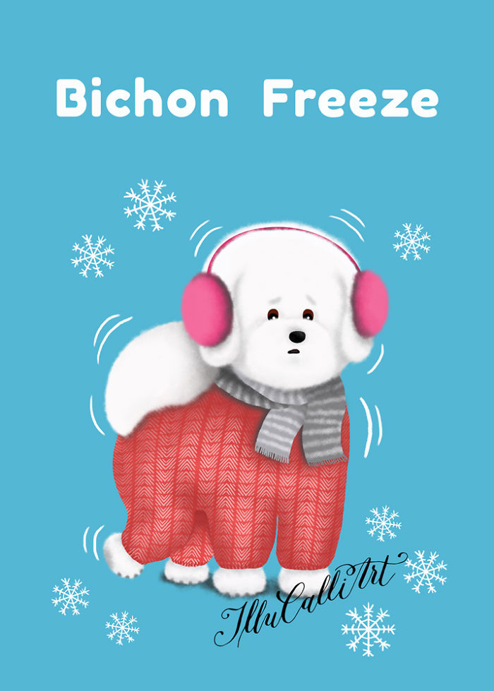 Bichon Freeze