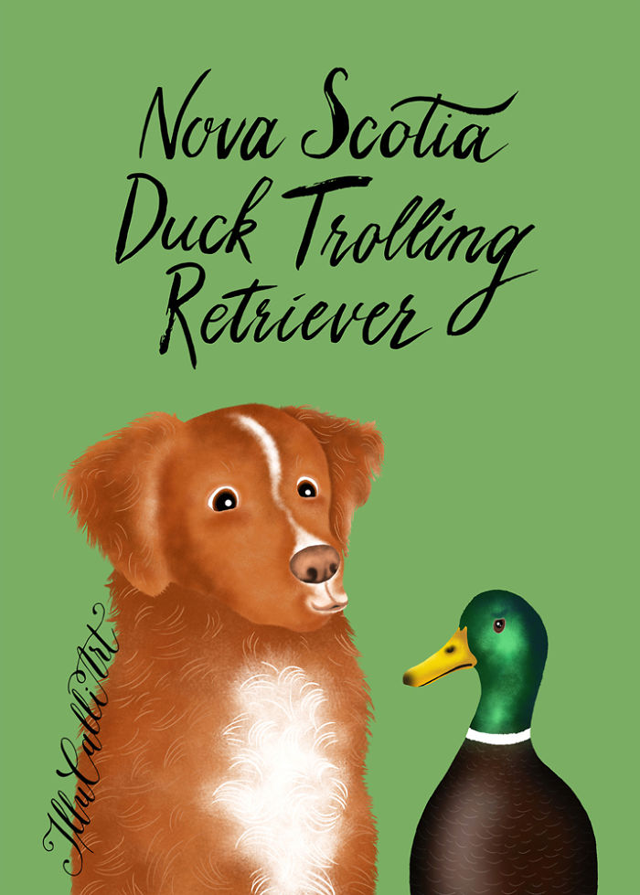 Nova Scotia Duck Trolling Retriever