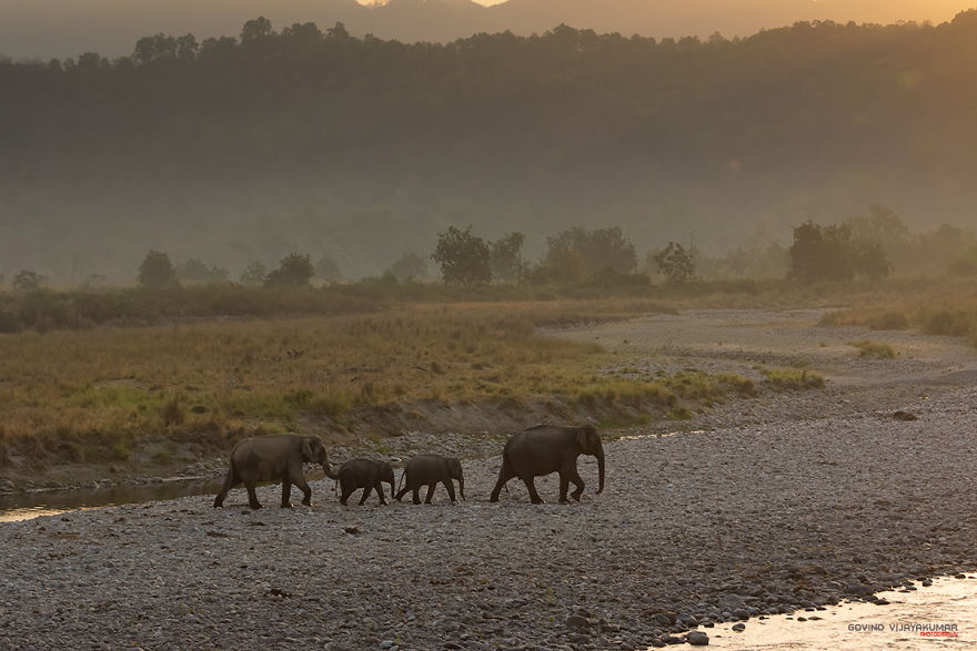 My 13 Best Elephant Photographs From The Wild