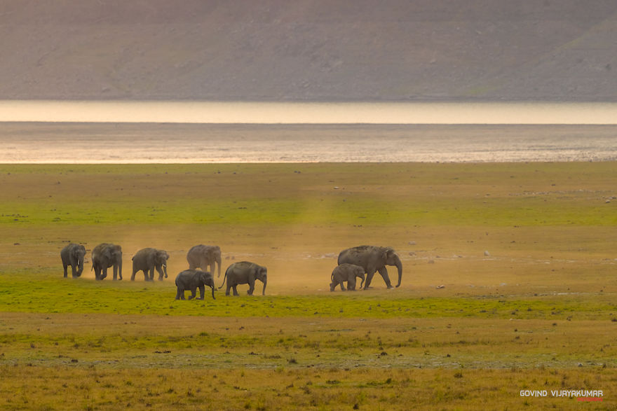 My 13 Best Elephant Photographs From The Wild