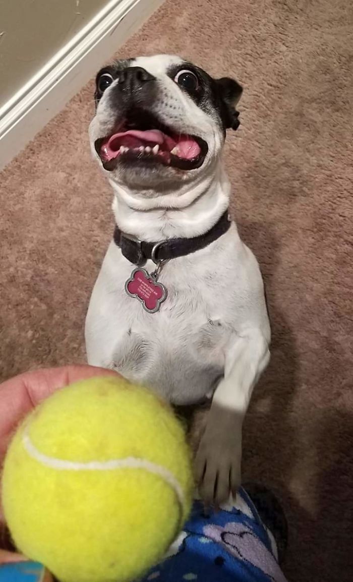 Munchie Wants Me To Throw The Ball, Now Damnit!