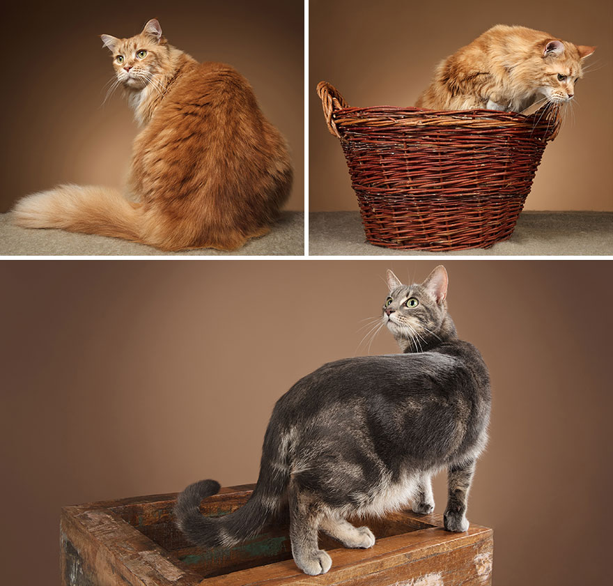 I Let Cats Take Over My Photography Studio And This Is The Result