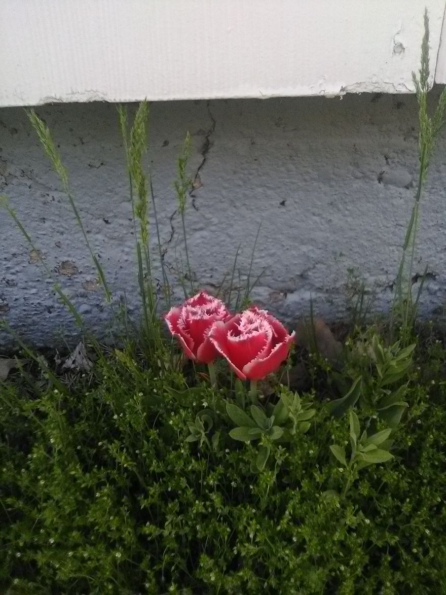 Love Of Flowers