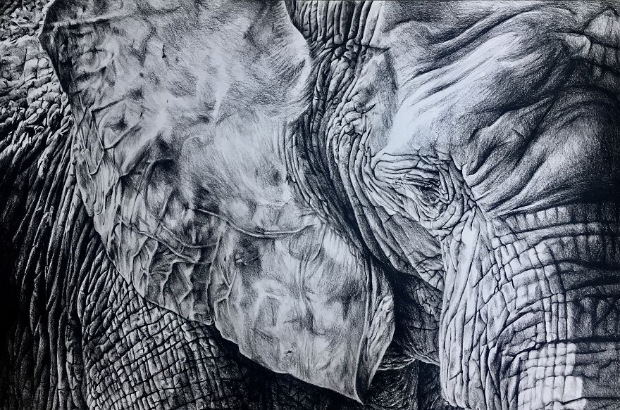 30 Hours Later,
this Is My New Elephant Drawing :-)