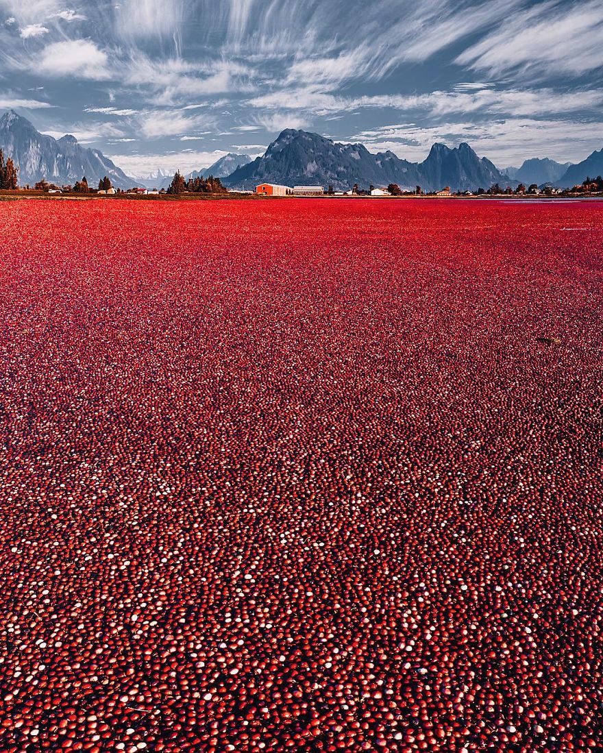 Strange Red Field Near Vancouver