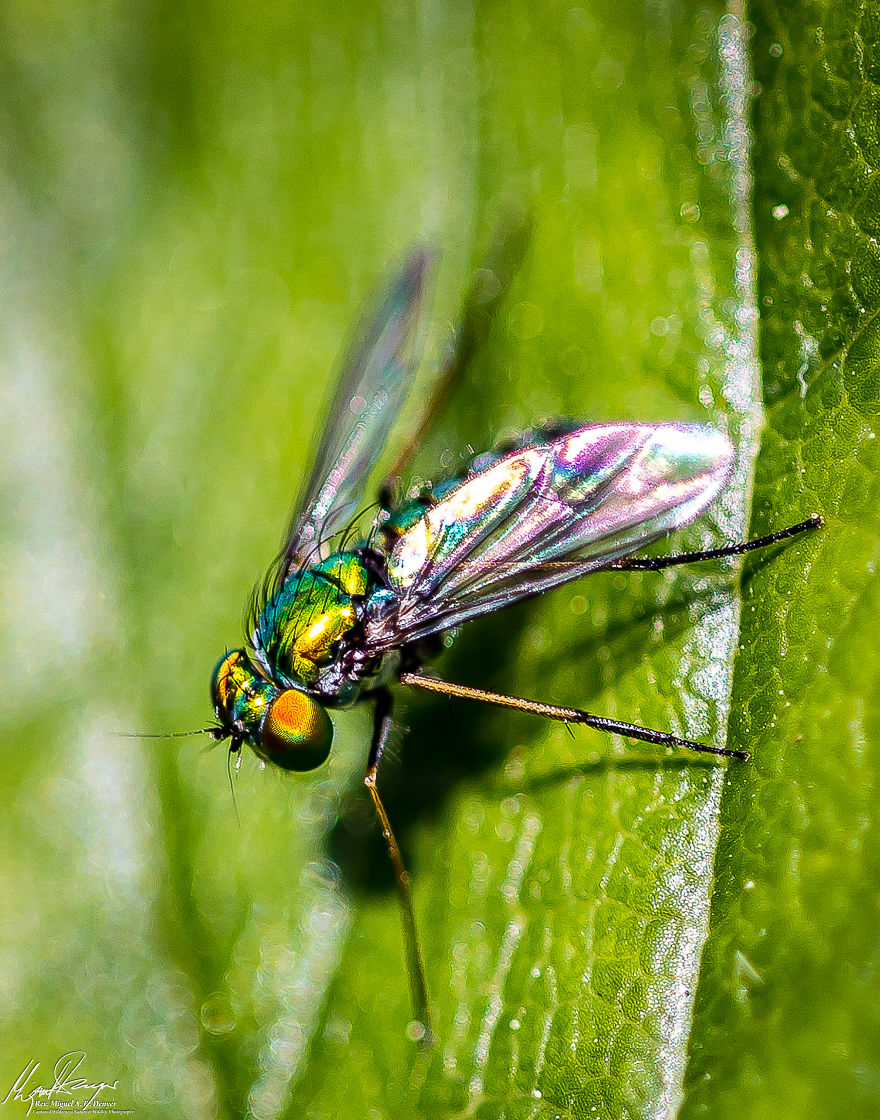 Metallic Green Fly