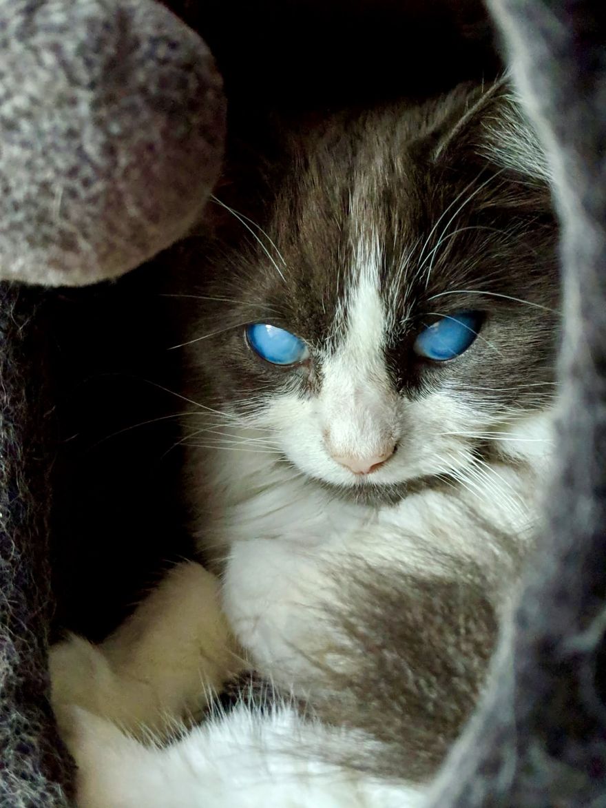 Louie The Blind Cat