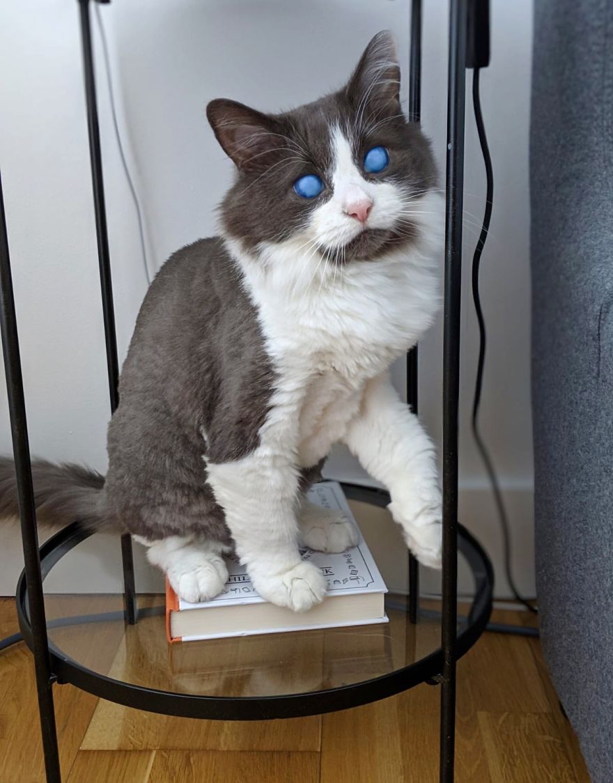 Louie The Blind Cat