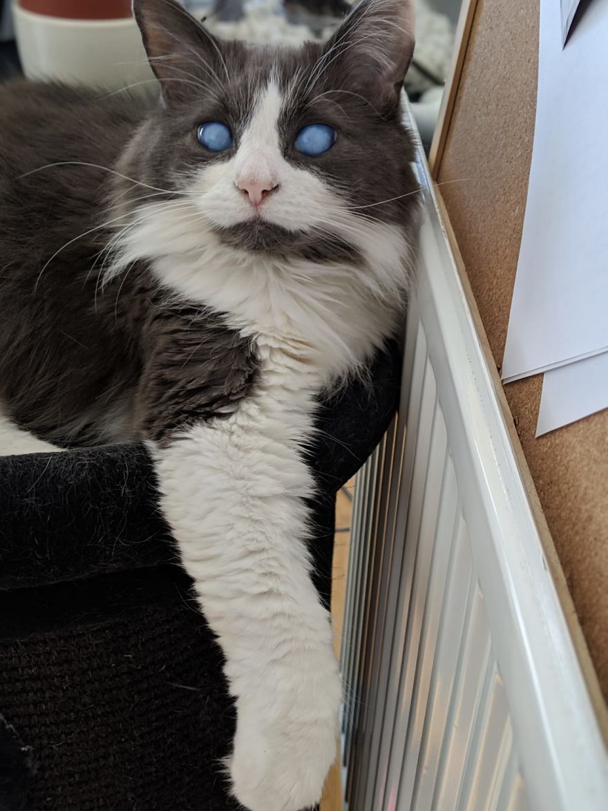 Louie The Blind Cat