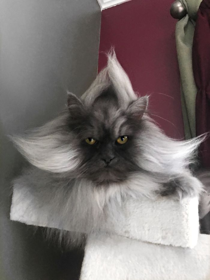Meet Juno, The Cat With Better Hair Than All Of Us